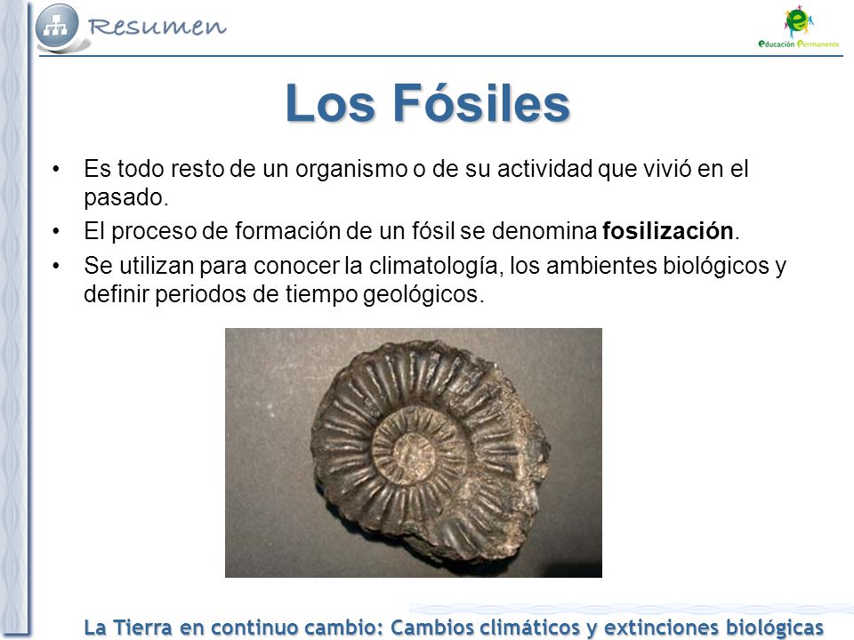 Los Fósiles Es todo resto de un organismo o de su actividad que vivió en el pasado. El proceso de formación de un fósil se denomina fosilización.