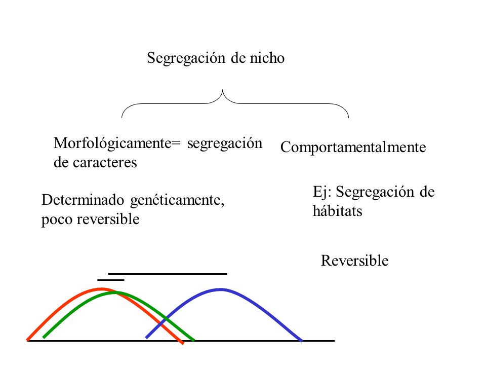 Segregación de nicho Morfológicamente= segregación de caracteres. Comportamentalmente. Ej: Segregación de hábitats.