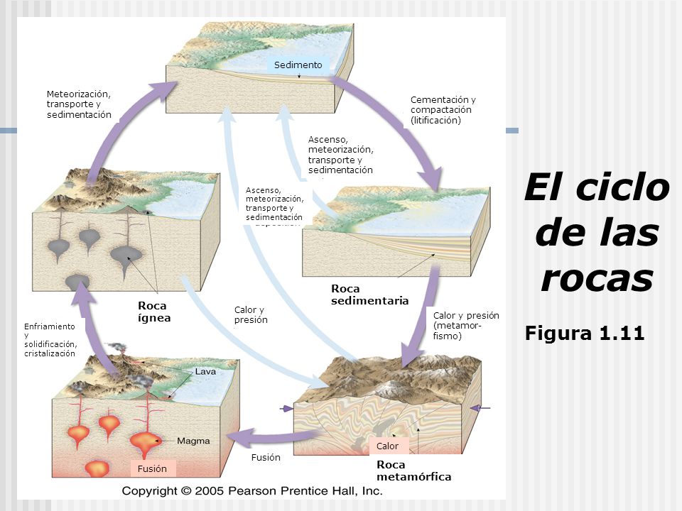 El ciclo de las rocas Figura 1.11 Roca sedimentaria Roca ígnea