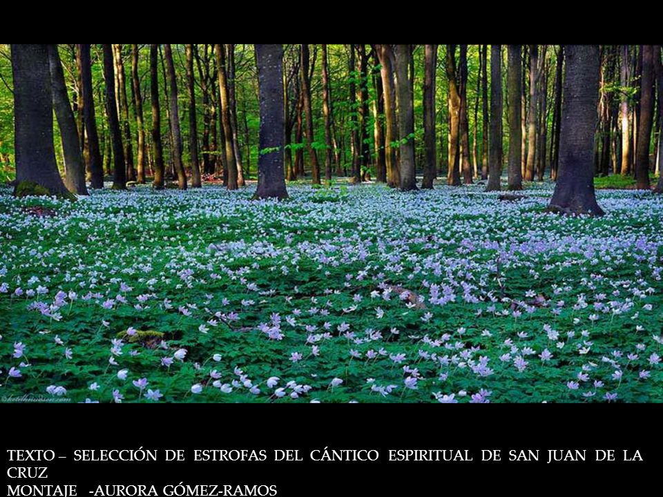 TEXTO – SELECCIÓN DE ESTROFAS DEL CÁNTICO ESPIRITUAL DE SAN JUAN DE LA CRUZ