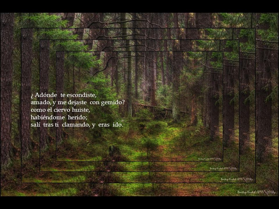 ¿ Adónde te escondiste, amado, y me dejaste con gemido como el ciervo huiste, habiéndome herido;