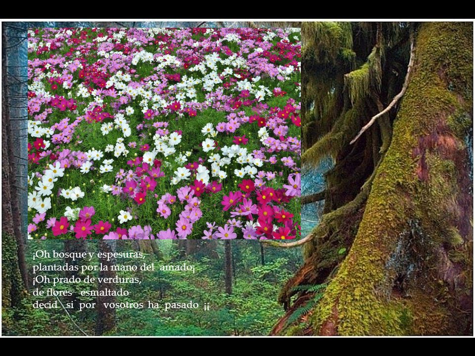¡Oh bosque y espesuras, plantadas por la mano del amado¡ ¡Oh prado de verduras, de flores esmaltado.