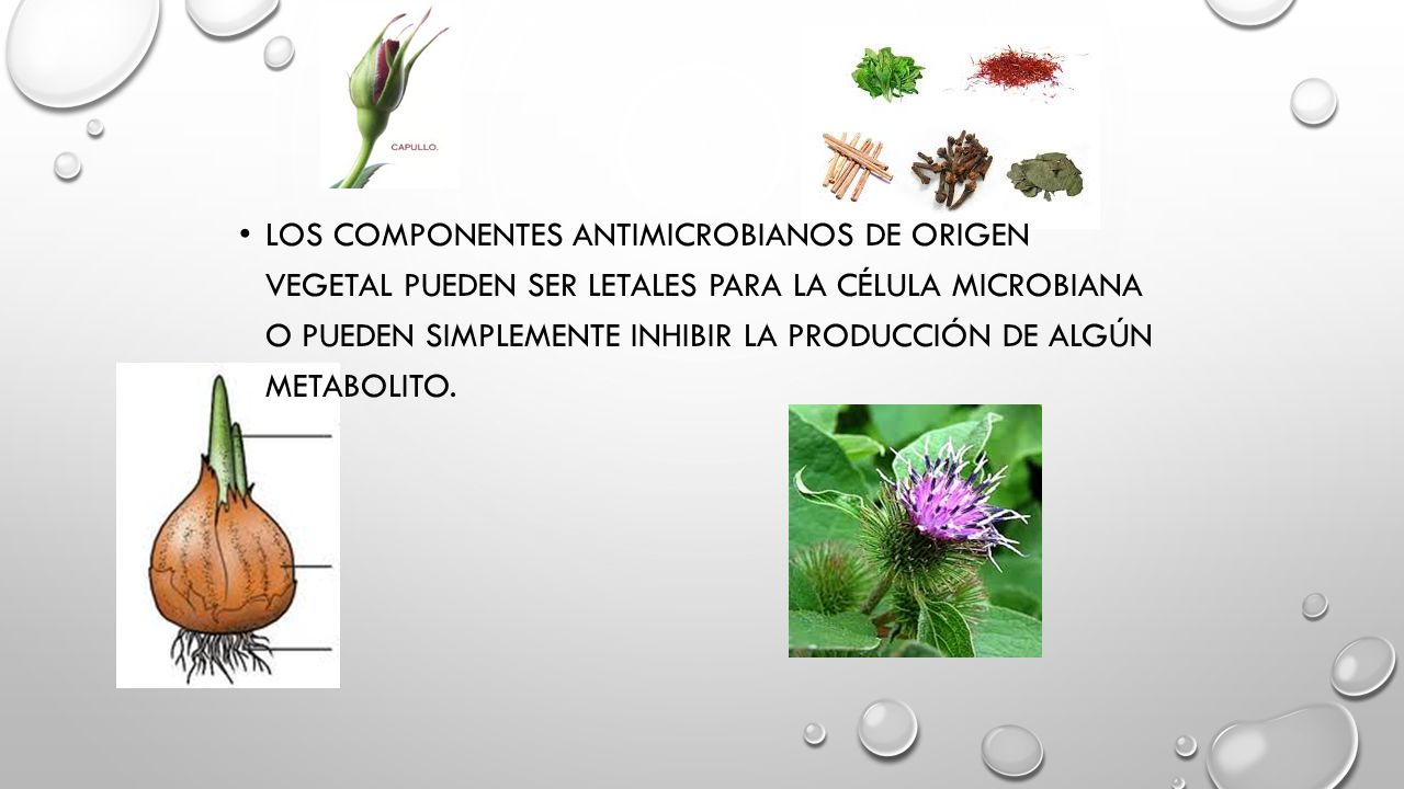Los componentes antimicrobianos de origen vegetal pueden ser letales para la célula microbiana o pueden simplemente inhibir la producción de algún metabolito.
