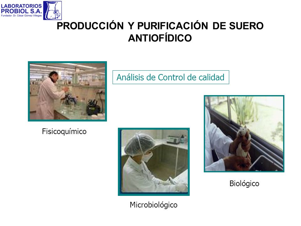 PRODUCCIÓN Y PURIFICACIÓN DE SUERO ANTIOFÍDICO