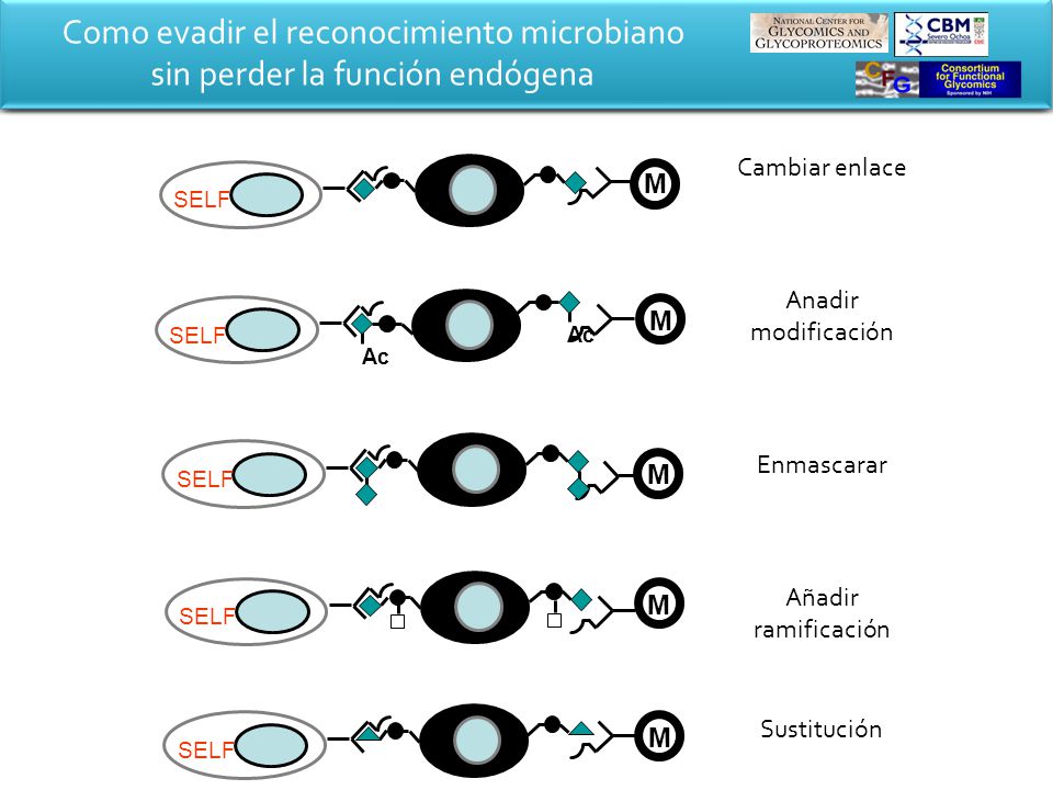 Como evadir el reconocimiento microbiano sin perder la función endógena