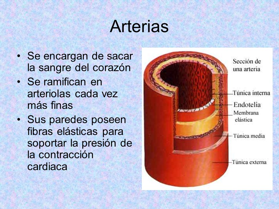 Arterias Se encargan de sacar la sangre del corazón