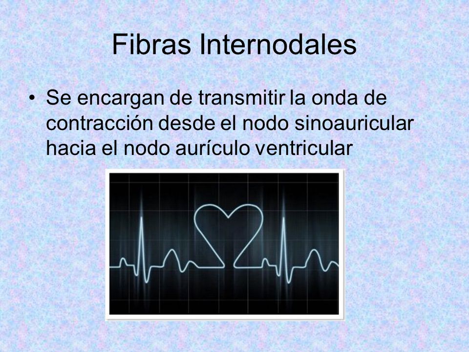 Fibras Internodales Se encargan de transmitir la onda de contracción desde el nodo sinoauricular hacia el nodo aurículo ventricular.