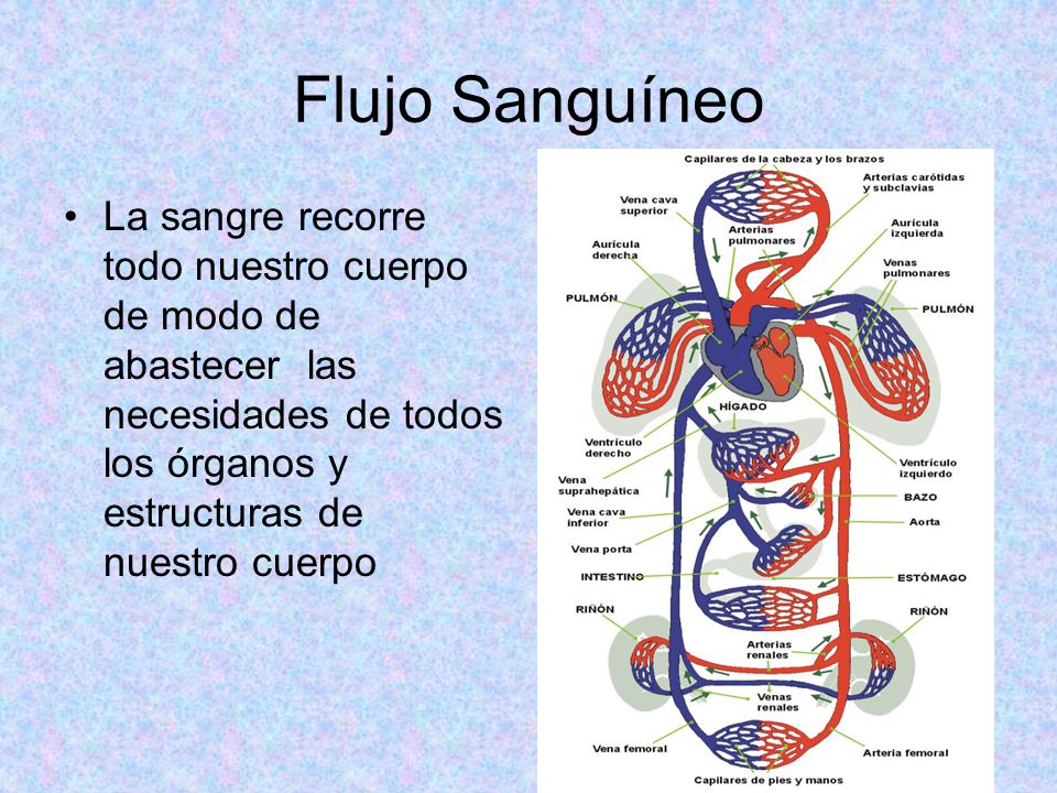 Flujo Sanguíneo La sangre recorre todo nuestro cuerpo de modo de abastecer las necesidades de todos los órganos y estructuras de nuestro cuerpo.