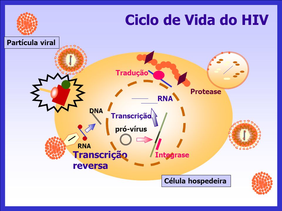 Ciclo de Vida do HIV Transcrição reversa Partícula viral Tradução