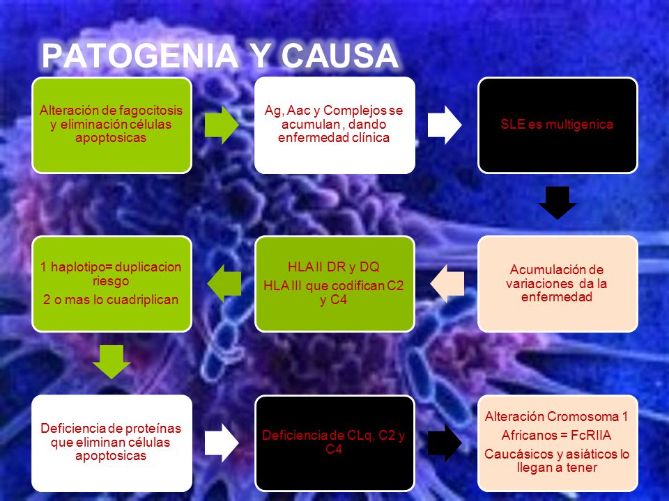 PATOGENIA Y CAUSA Alteración de fagocitosis y eliminación células apoptosicas. Ag, Aac y Complejos se acumulan , dando enfermedad clínica.