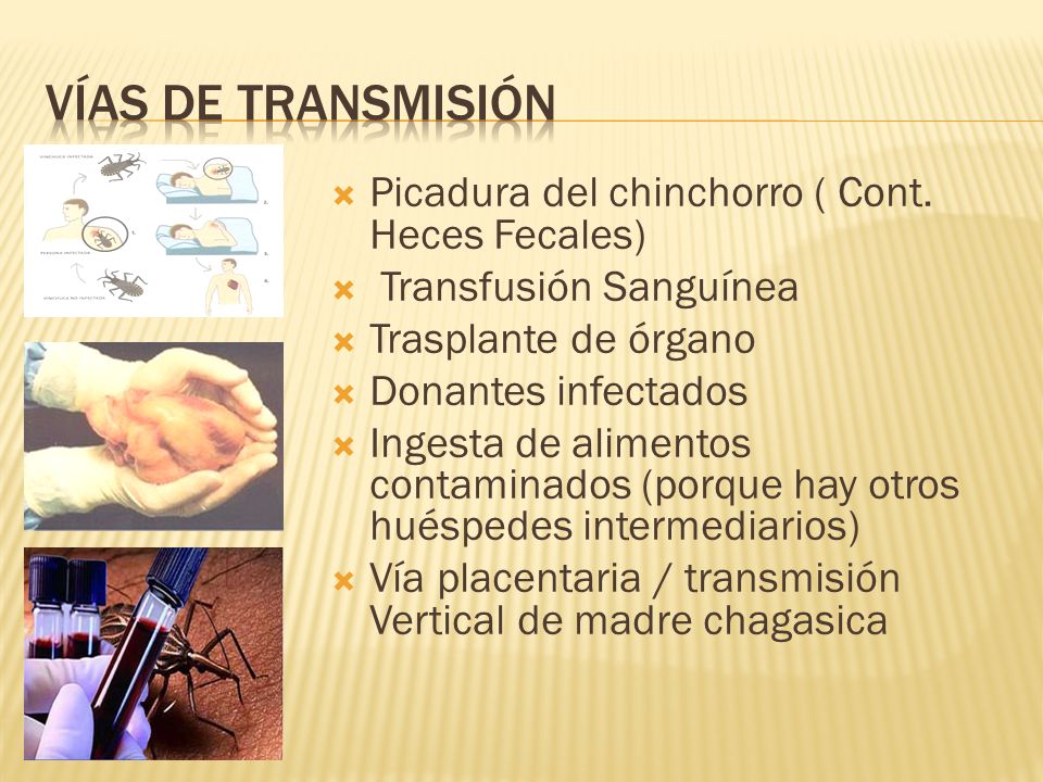 Vías de transmisión Picadura del chinchorro ( Cont. Heces Fecales)