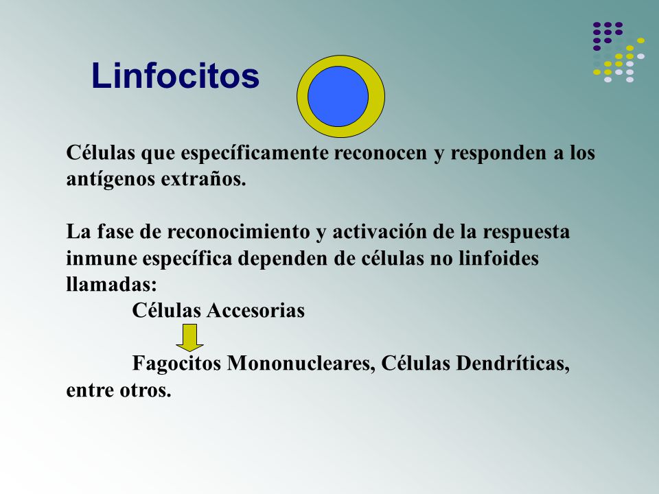 Linfocitos Células que específicamente reconocen y responden a los antígenos extraños.