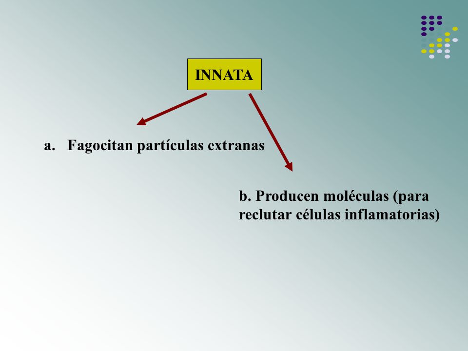 INNATA Fagocitan partículas extranas b. Producen moléculas (para reclutar células inflamatorias)
