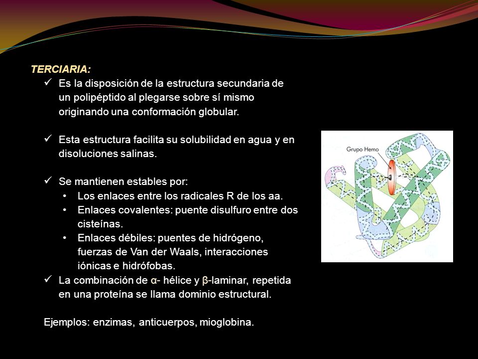 TERCIARIA: Es la disposición de la estructura secundaria de un polipéptido al plegarse sobre sí mismo originando una conformación globular.