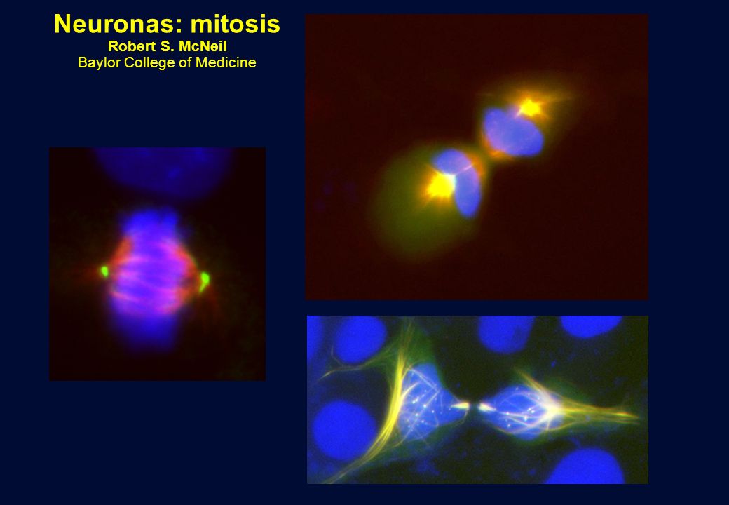 Neuronas: mitosis Robert S. McNeil Baylor College of Medicine