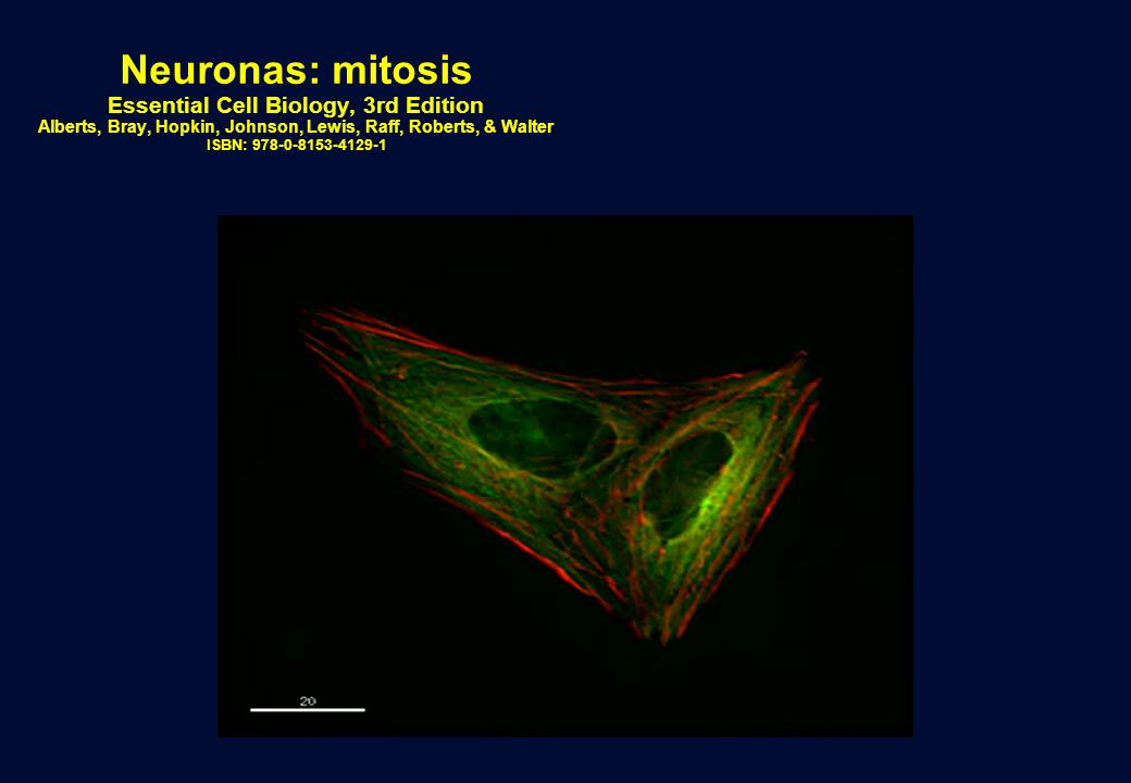 Neuronas: mitosis Essential Cell Biology, 3rd Edition Alberts, Bray, Hopkin, Johnson, Lewis, Raff, Roberts, & Walter ISBN: