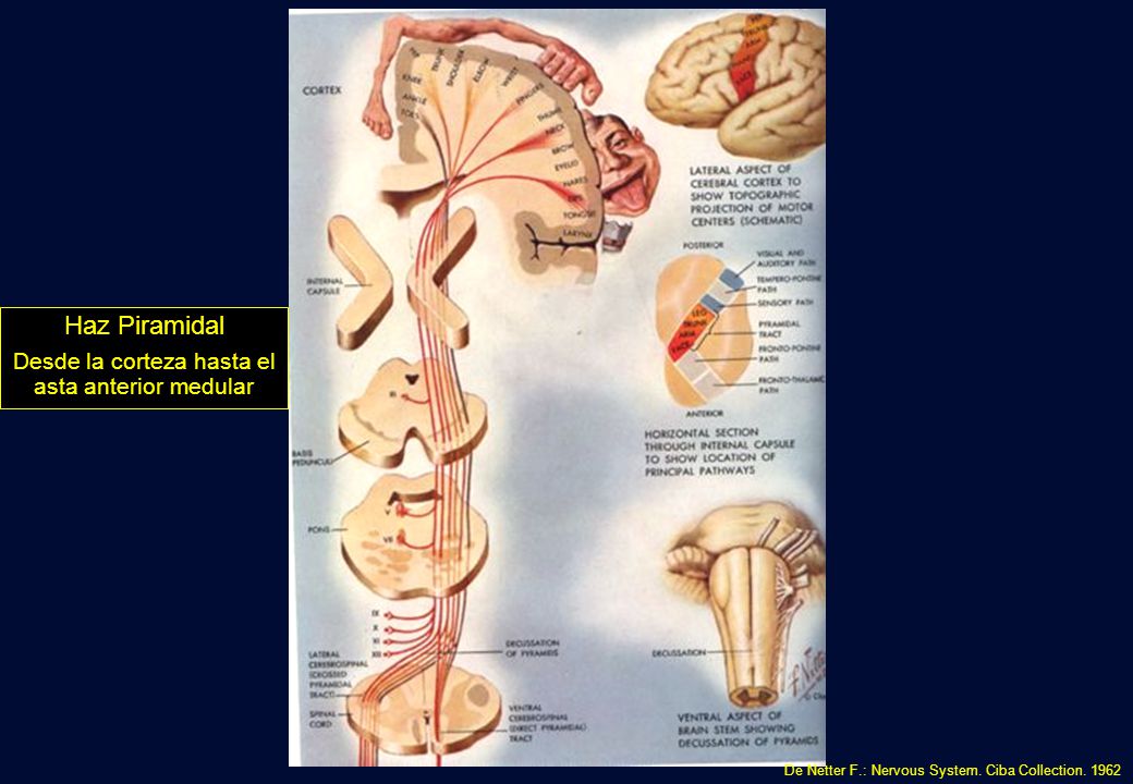 Desde la corteza hasta el asta anterior medular