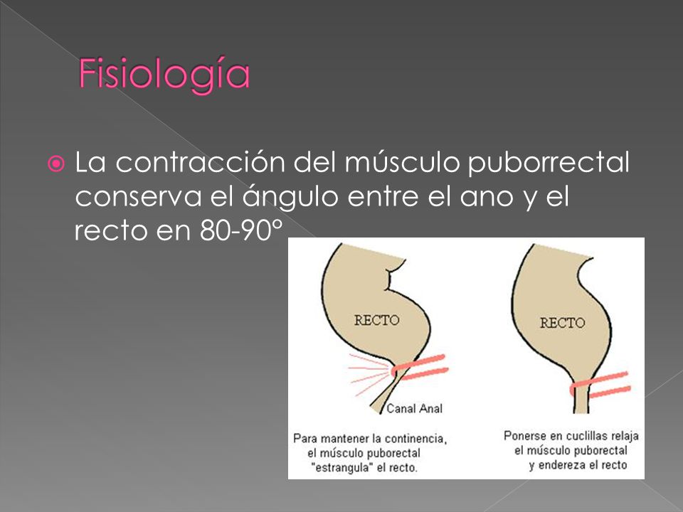 Fisiología La contracción del músculo puborrectal conserva el ángulo entre el ano y el recto en 80-90°