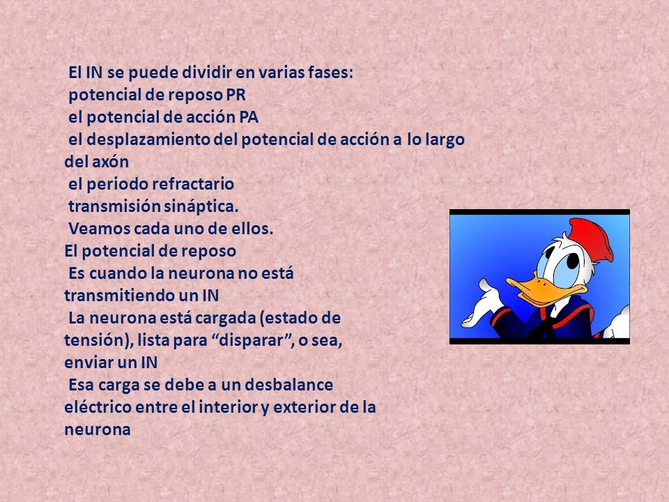 El IN se puede dividir en varias fases: