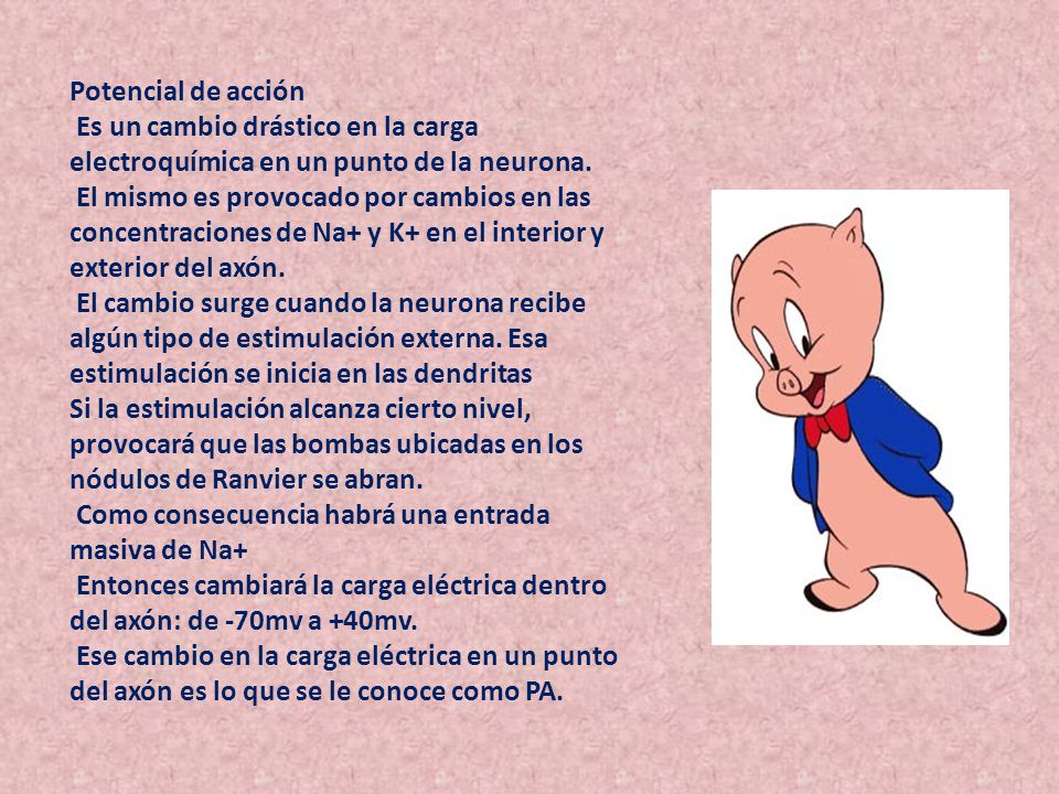 Potencial de acción Es un cambio drástico en la carga. electroquímica en un punto de la neurona. El mismo es provocado por cambios en las.