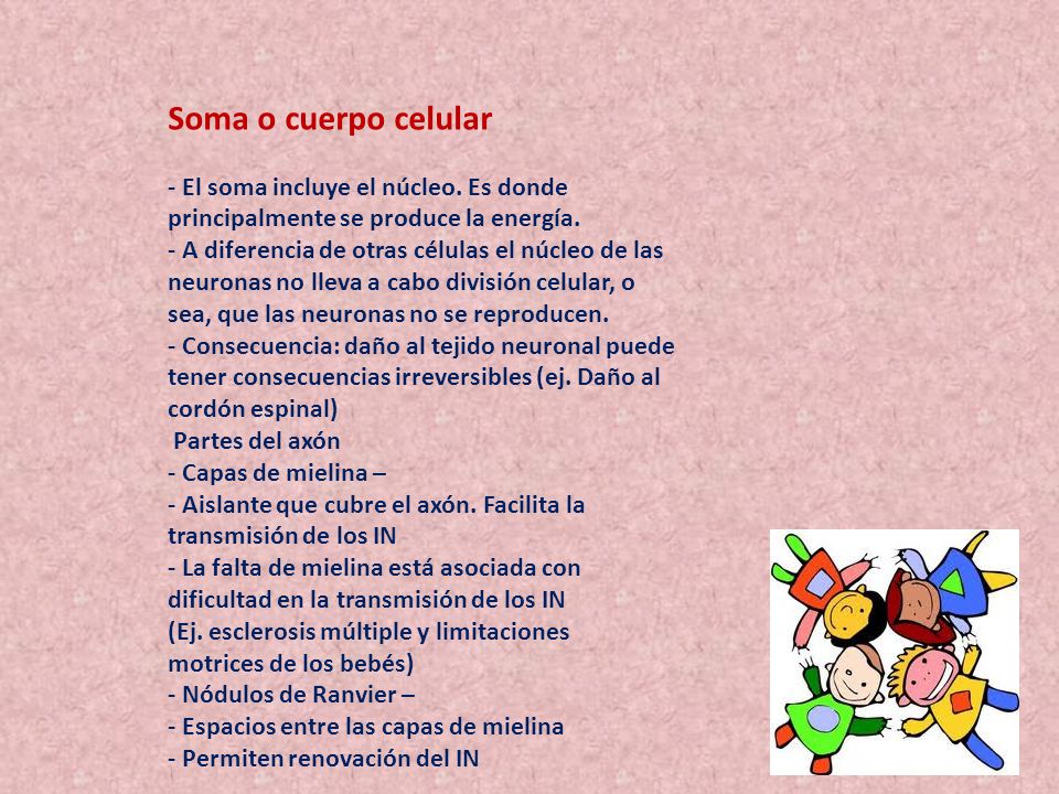 Soma o cuerpo celular - El soma incluye el núcleo. Es donde