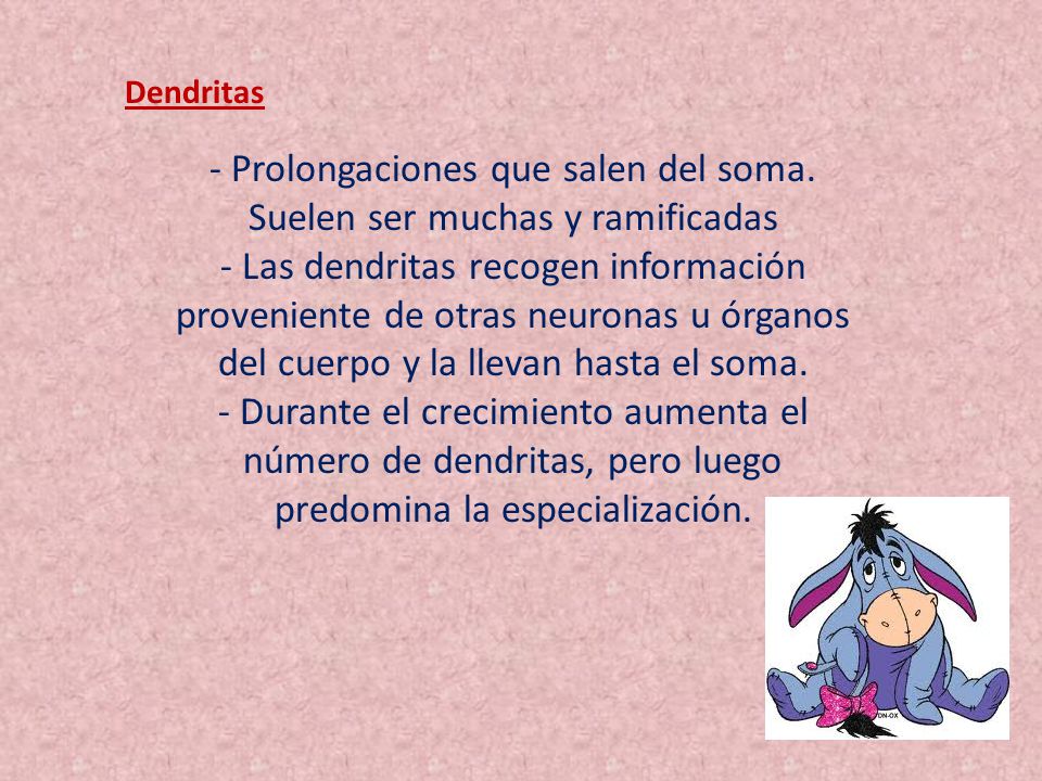 - Prolongaciones que salen del soma. Suelen ser muchas y ramificadas