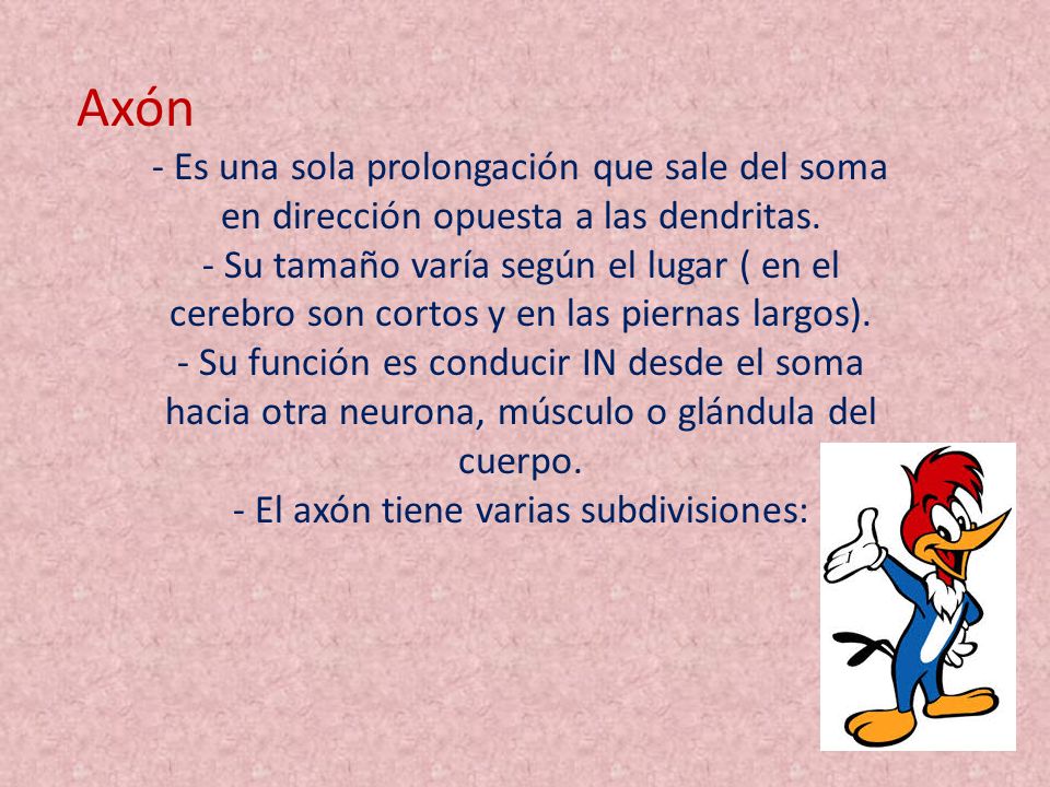 Axón - Es una sola prolongación que sale del soma