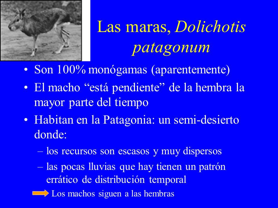 Las maras, Dolichotis patagonum