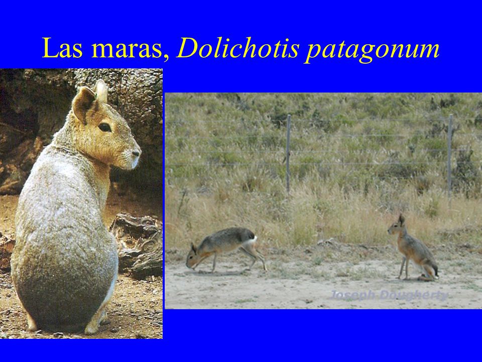 Las maras, Dolichotis patagonum