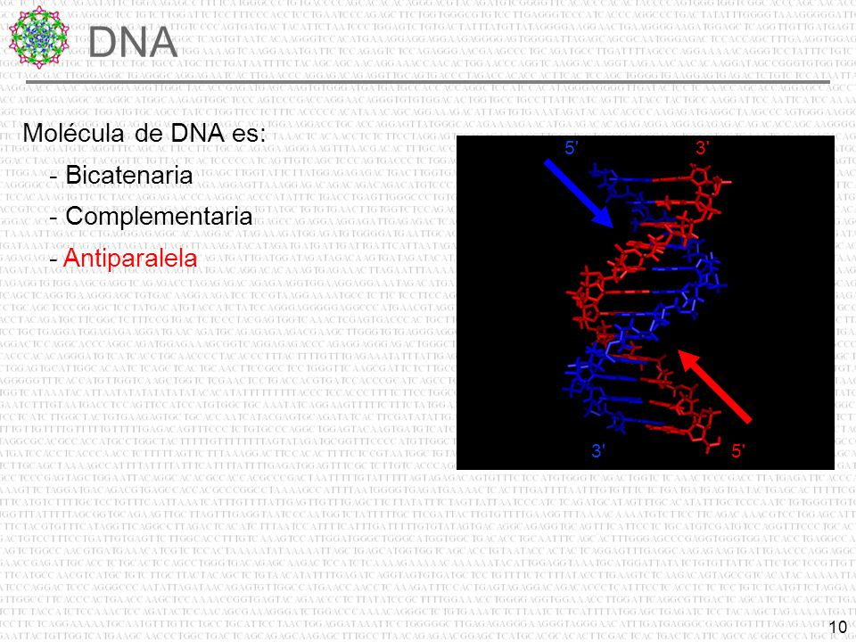 DNA Molécula de DNA es: - Bicatenaria - Complementaria - Antiparalela