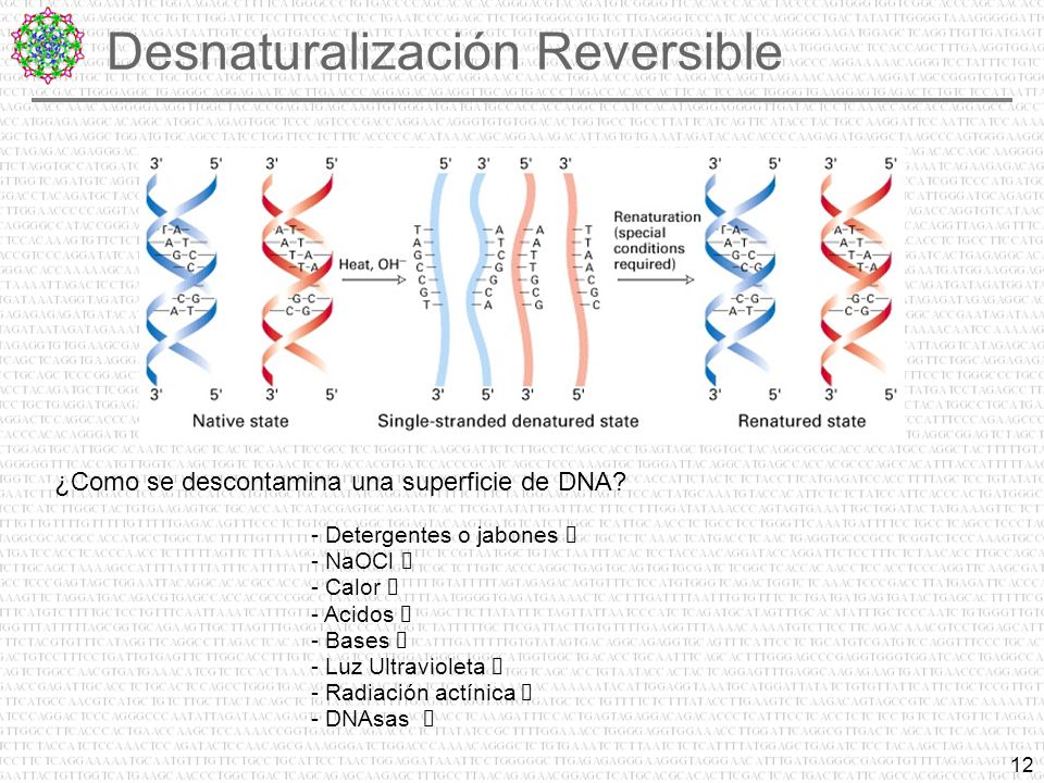 Desnaturalización Reversible
