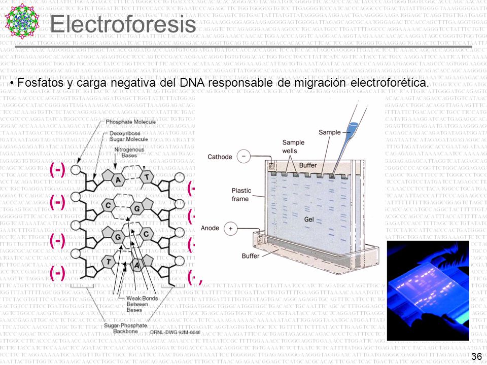Electroforesis (-) (-) (-) (-) (-) (-) (-) (-)