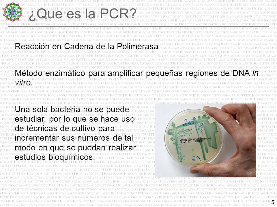 ¿Que es la PCR Reacción en Cadena de la Polimerasa