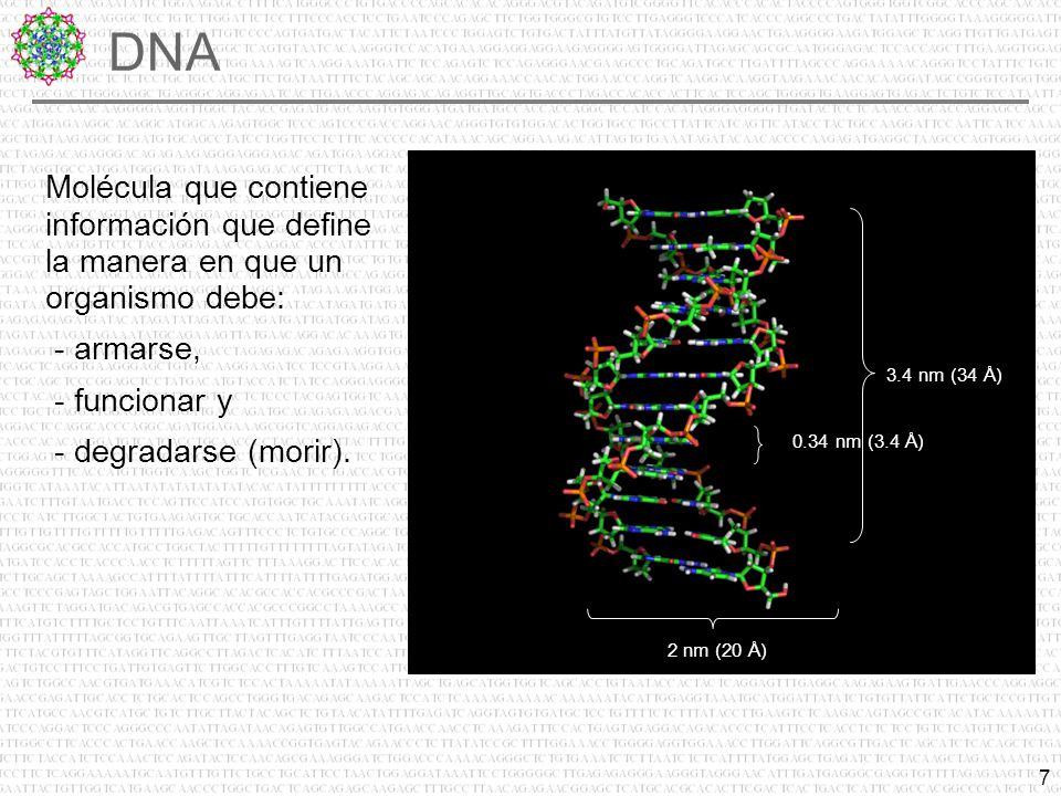 DNA Molécula que contiene información que define la manera en que un organismo debe: - armarse,