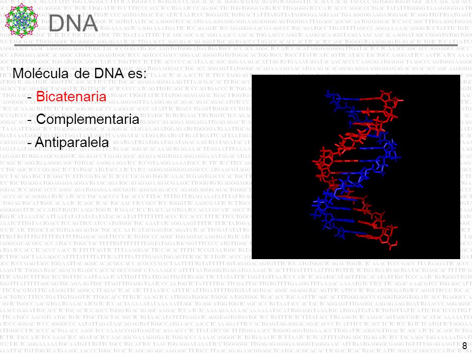 DNA Molécula de DNA es: - Bicatenaria - Complementaria - Antiparalela
