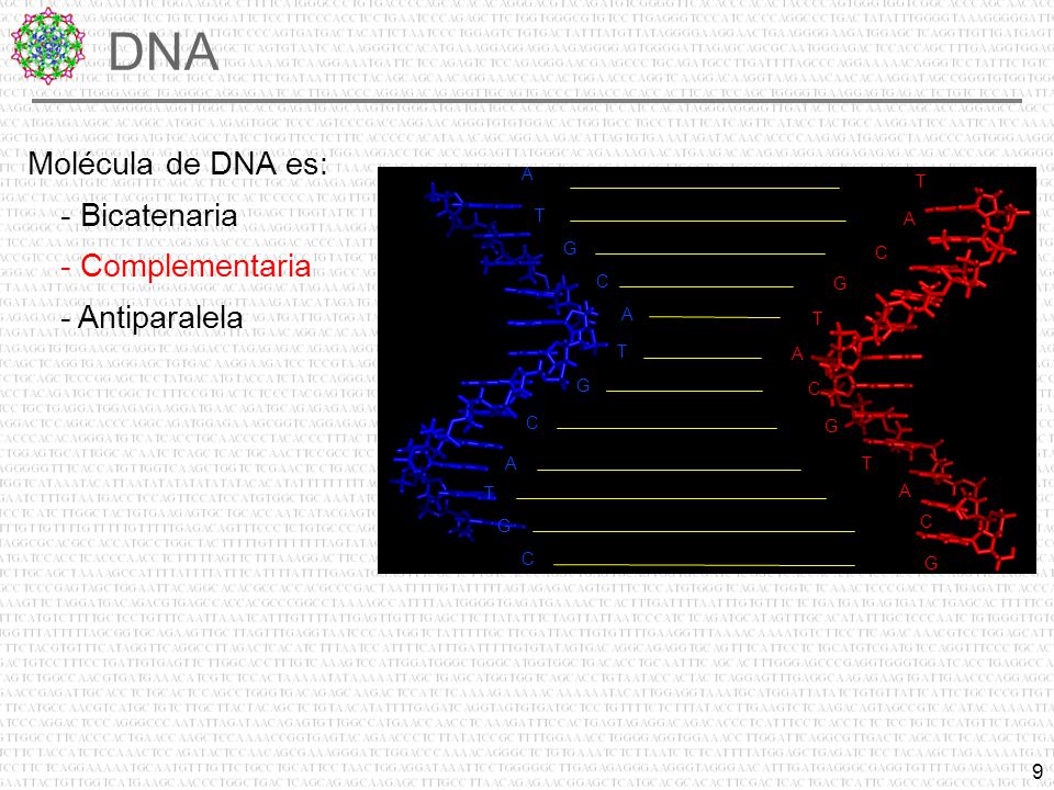 DNA Molécula de DNA es: - Bicatenaria - Complementaria - Antiparalela