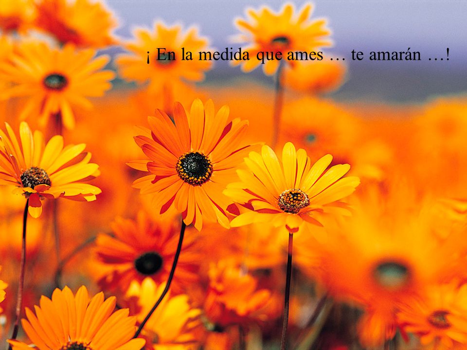 ¡ En la medida que ames … te amarán …!