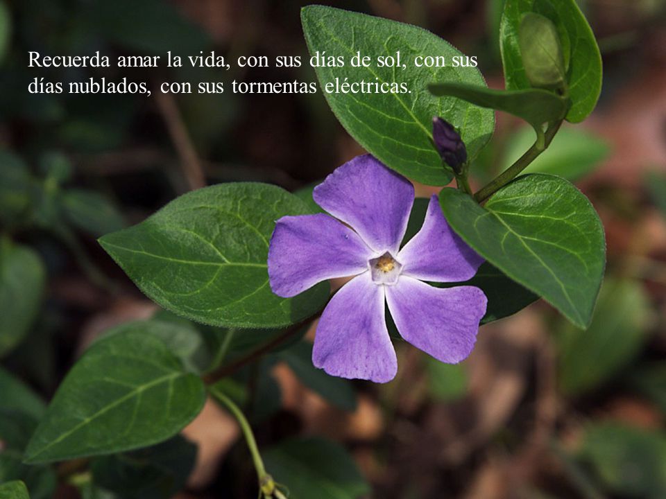 Recuerda amar la vida, con sus días de sol, con sus días nublados, con sus tormentas eléctricas.