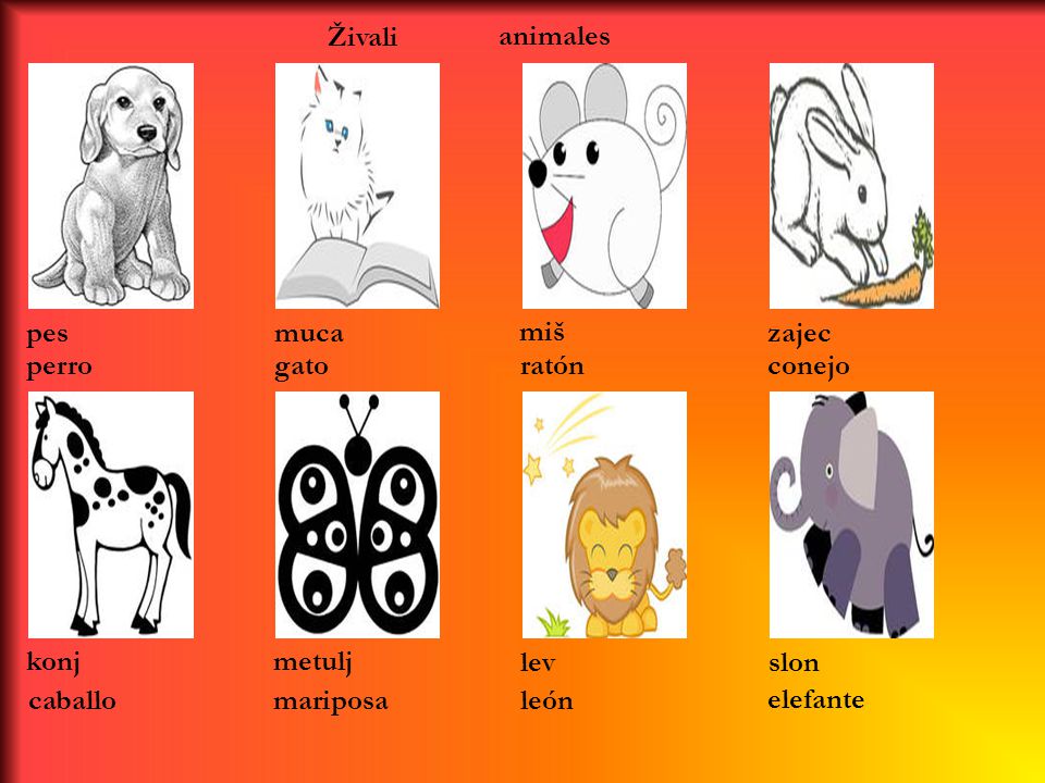 Živali animales. pes. muca. miš. zajec. perro. gato. ratón. conejo. konj. metulj. lev. slon.