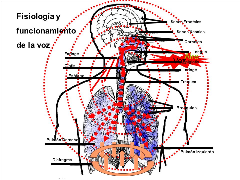 Fisiología y funcionamiento de la voz Aire Voz Senos Frontales