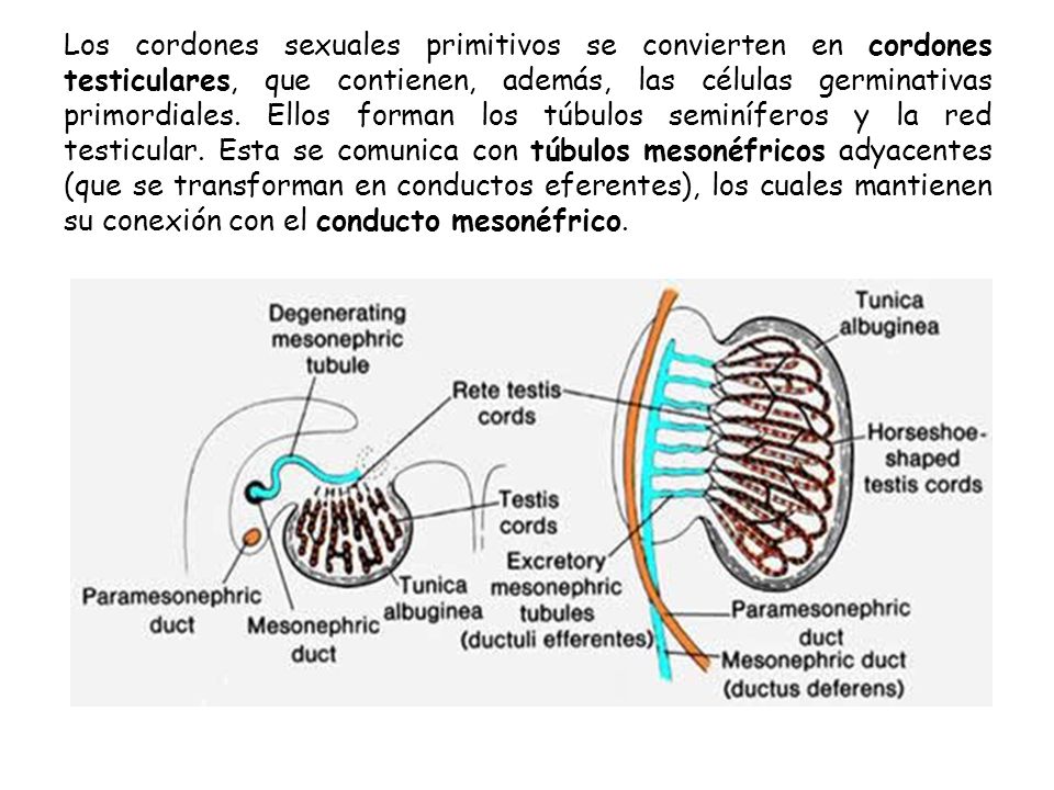 Los cordones sexuales primitivos se convierten en cordones testiculares, que contienen, además, las células germinativas primordiales.