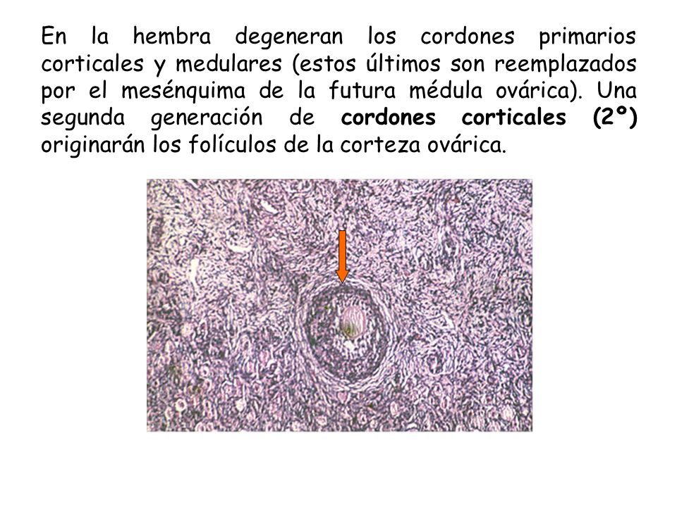 En la hembra degeneran los cordones primarios corticales y medulares (estos últimos son reemplazados por el mesénquima de la futura médula ovárica).
