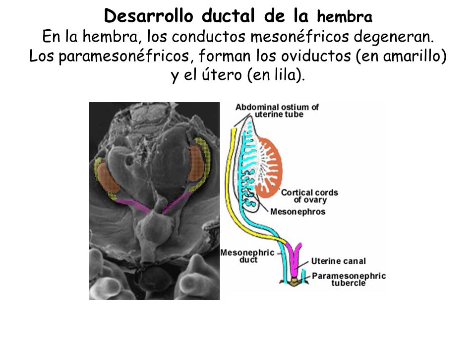 Desarrollo ductal de la hembra En la hembra, los conductos mesonéfricos degeneran.