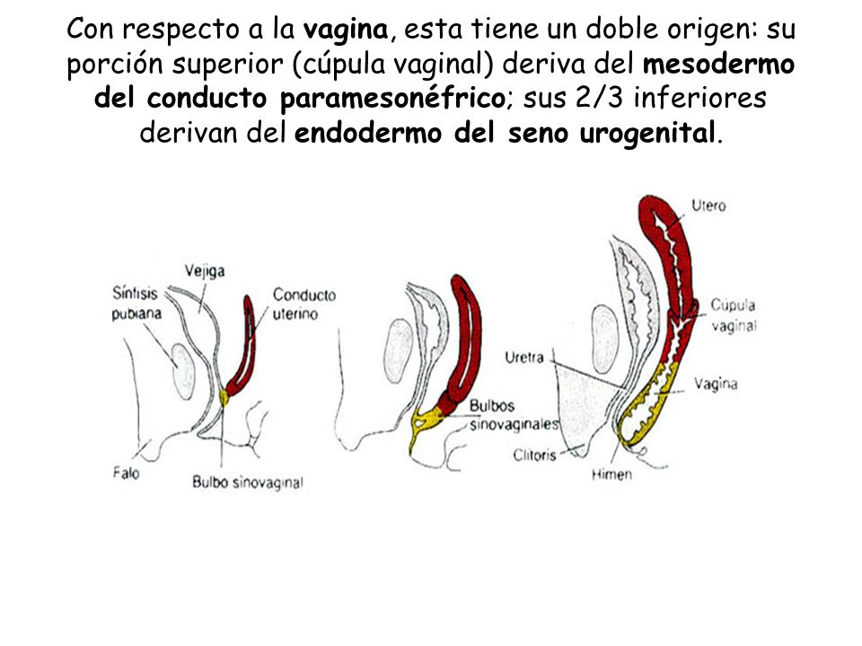 Con respecto a la vagina, esta tiene un doble origen: su porción superior (cúpula vaginal) deriva del mesodermo del conducto paramesonéfrico; sus 2/3 inferiores derivan del endodermo del seno urogenital.