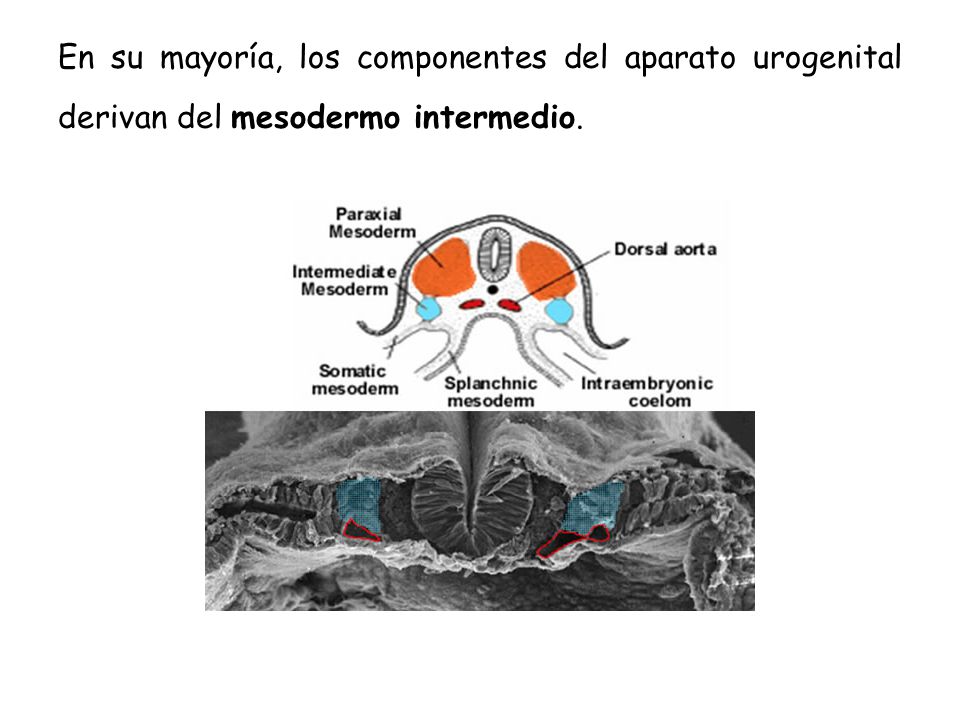 En su mayoría, los componentes del aparato urogenital derivan del mesodermo intermedio.