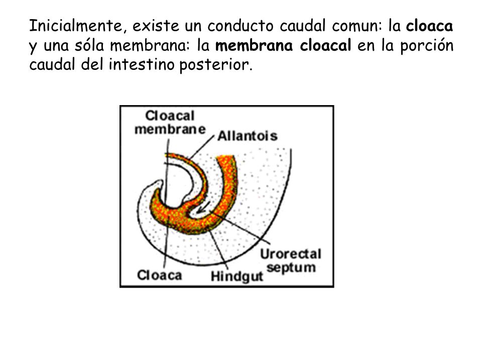 Inicialmente, existe un conducto caudal comun: la cloaca y una sóla membrana: la membrana cloacal en la porción caudal del intestino posterior.