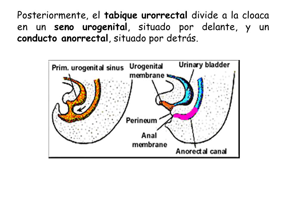 Posteriormente, el tabique urorrectal divide a la cloaca en un seno urogenital, situado por delante, y un conducto anorrectal, situado por detrás.
