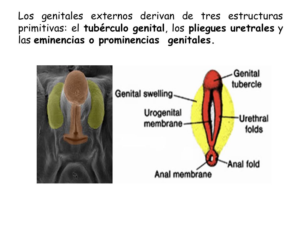 Los genitales externos derivan de tres estructuras primitivas: el tubérculo genital, los pliegues uretrales y las eminencias o prominencias genitales.