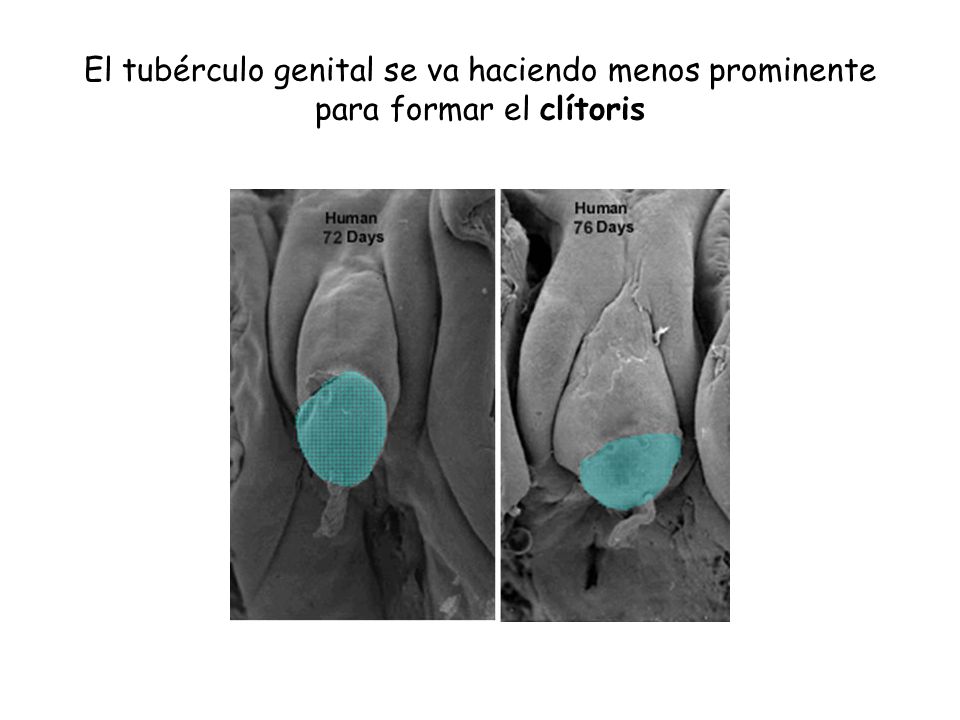 El tubérculo genital se va haciendo menos prominente para formar el clítoris