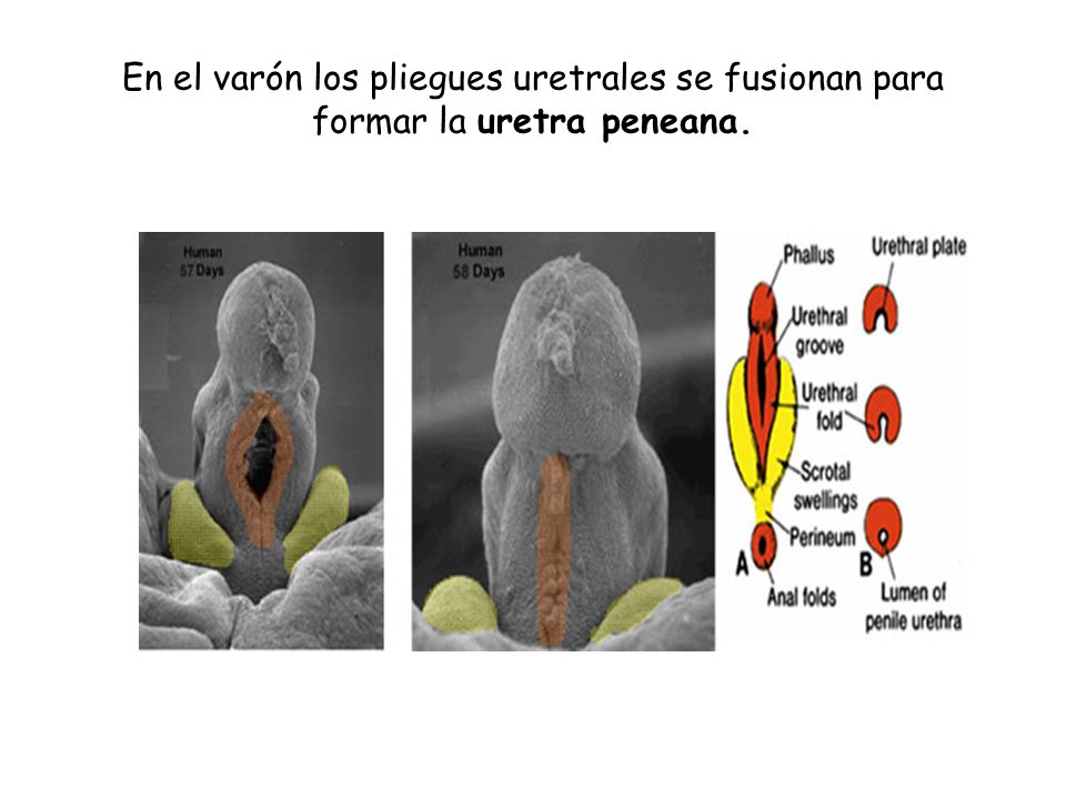 En el varón los pliegues uretrales se fusionan para formar la uretra peneana.